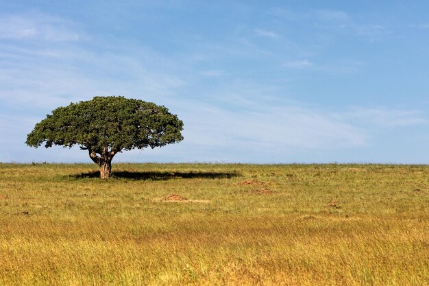 Single shady tree in open african field