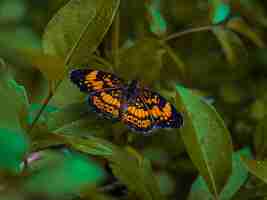 Photo single silvery checkerspot butterfly perched on green leaves