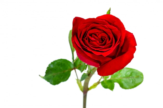 Single simple of red rose, valentine day concept