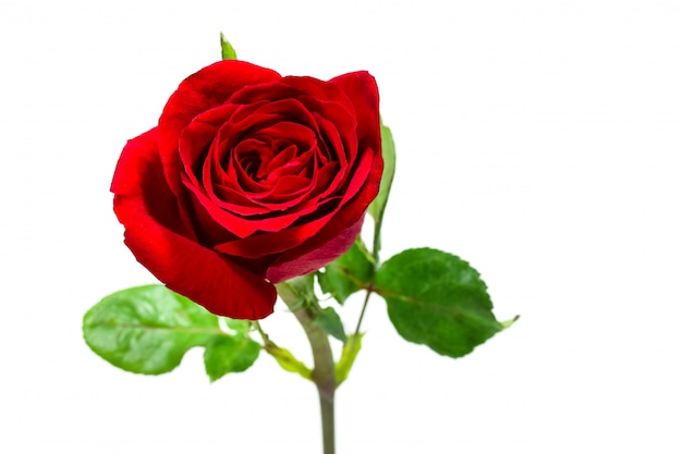 Single simple of red rose, valentine day concept