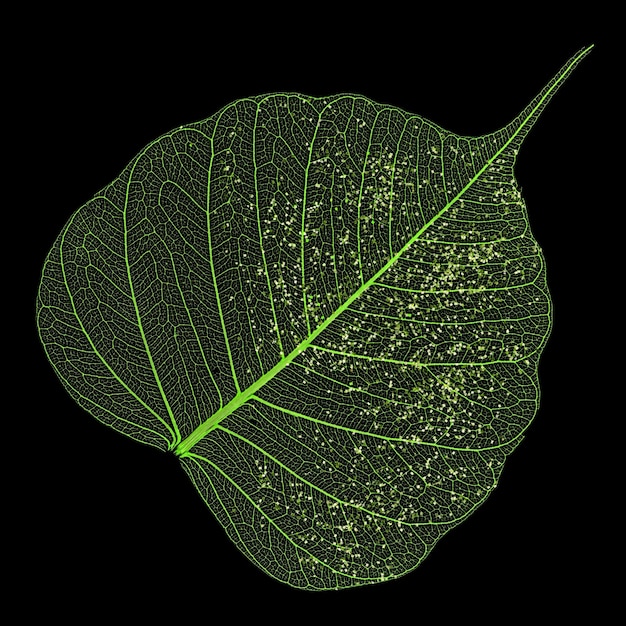 Single skeleton leaf isolated on black background