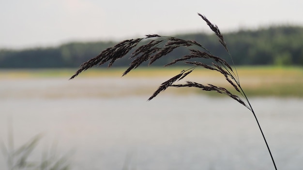 A single sprout of grass close-up against the background of the lake and the sky. Leningrad region