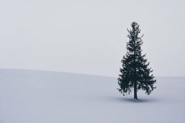 Фото Одиночная ель на заснеженном холме во время снегопада в зимний день