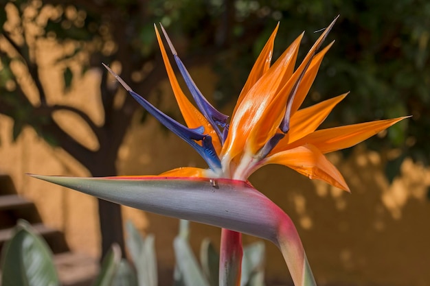 Photo a single strelitzia flower with a grop of water