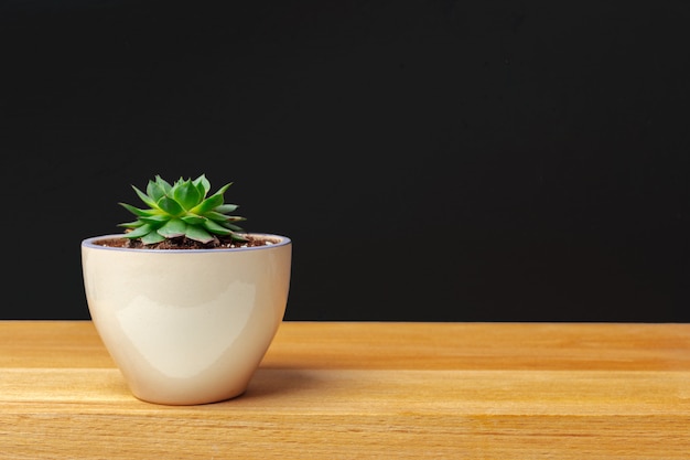 A single succulent plant potted 