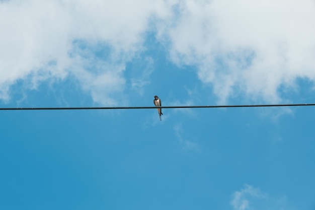 Photo a single swallow sits on a telephone line and the sky is blue