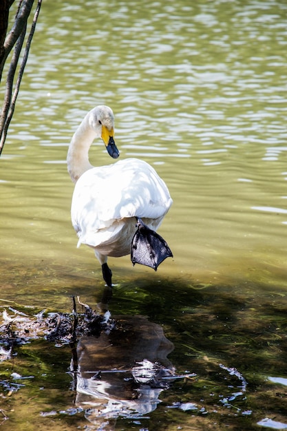 Single swan lives in the pond