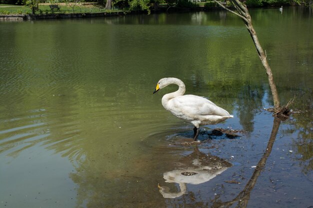 Photo single swan lives in the pond