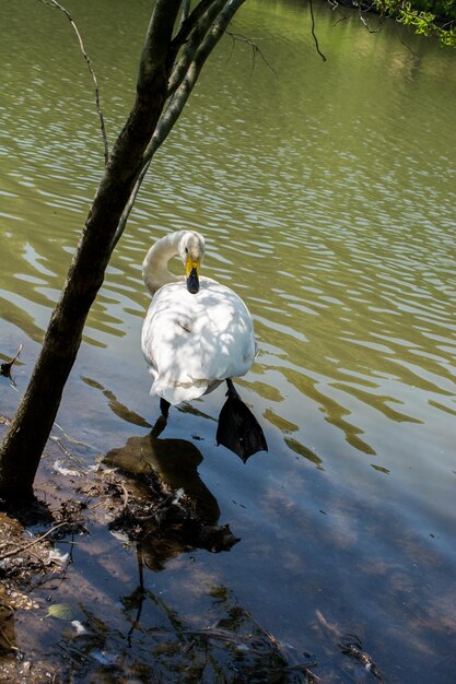 Single swans lives in the natural environment