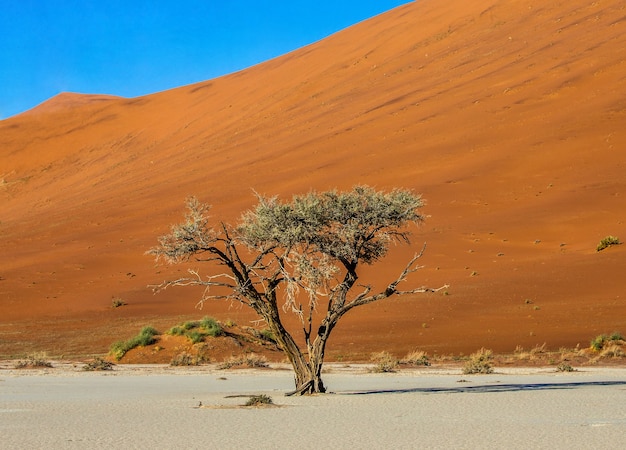 Single tree, beautiful dune and blue sky