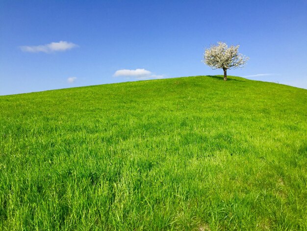 Single tree on field against sky