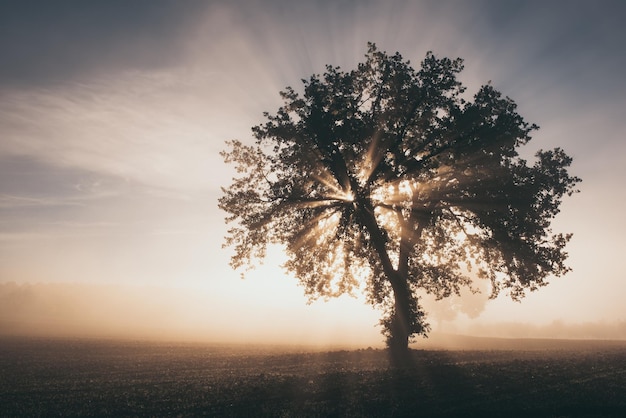 Single tree in the fog