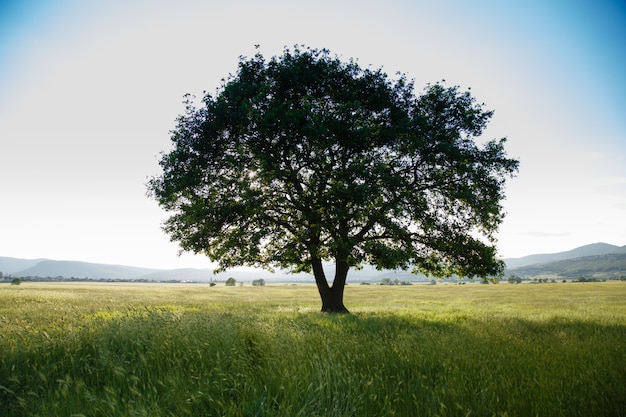 Single tree in a grass field