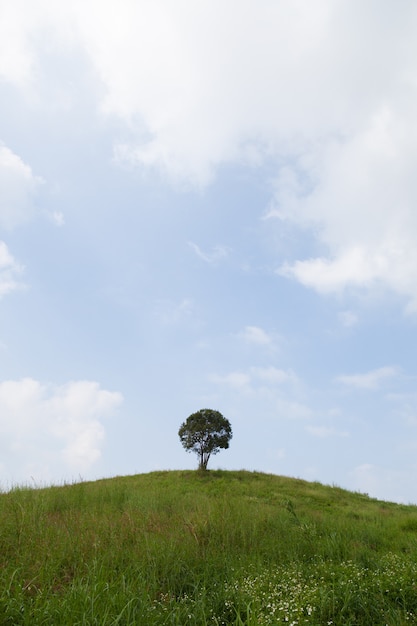 丘の上の単一の木。