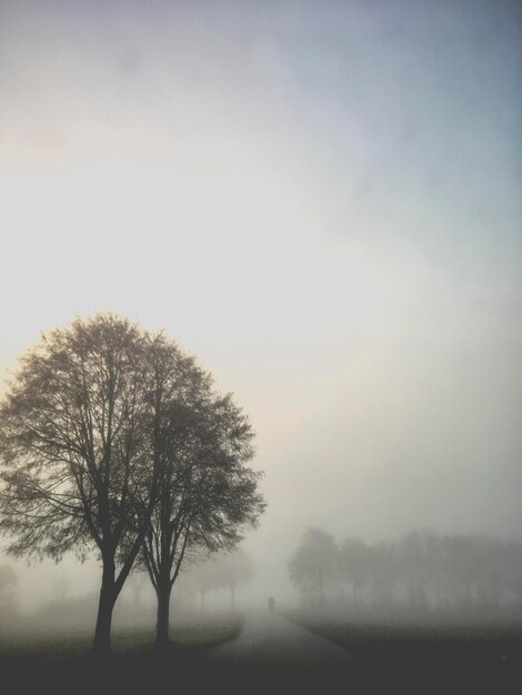 Foto albero singolo sul paesaggio contro un cielo limpido