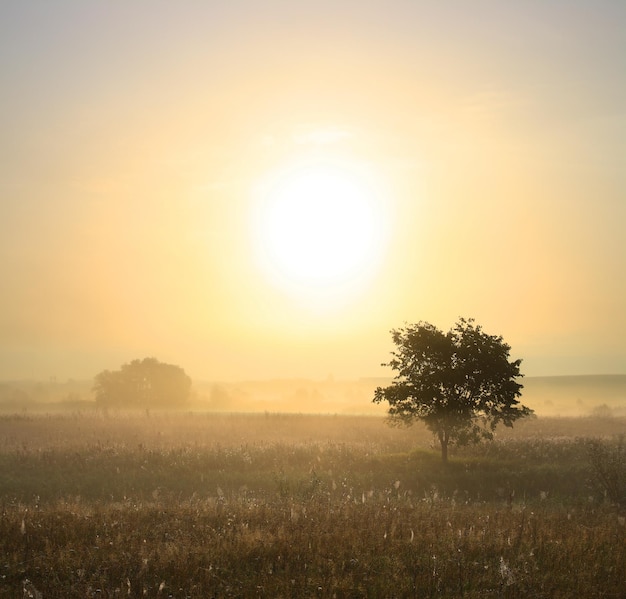 Single tree in mist