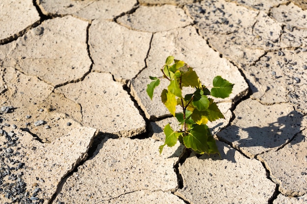 Foto singolo albero germogliato nel deserto da una crepa nel terreno secco