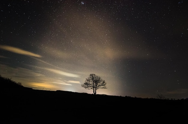 Single tree and starry sky