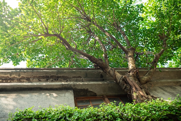 Un singolo albero che è cresciuto all'esterno di un antico muro di pietra con finestra e reticolo