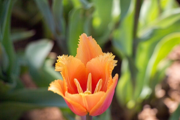 Single Tulip Flower Blooming in Spring Season