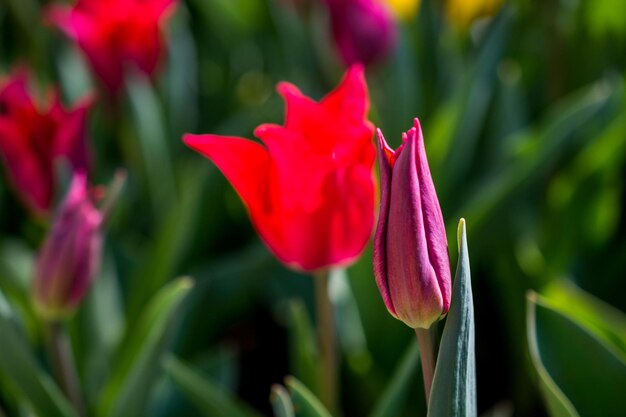 Single Tulip Flower Blooming in Spring Season