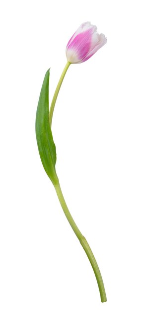 Photo single tulip flower isolated on white background