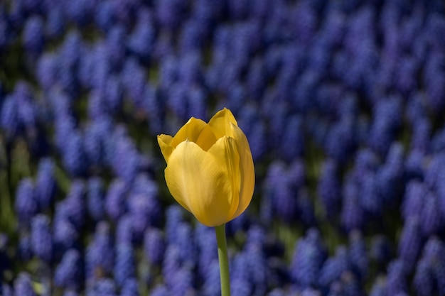 春に一輪のチューリップの花