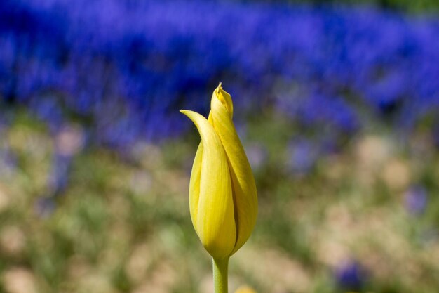 Photo single tulip flower in spring season