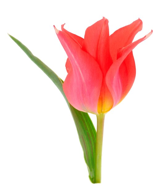 Single tulip flower