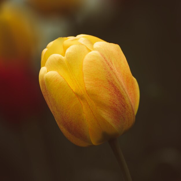 単一のチューリップの花