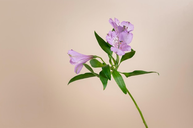 パステルベージュの背景に単一の紫のアルストロメリアユリの花