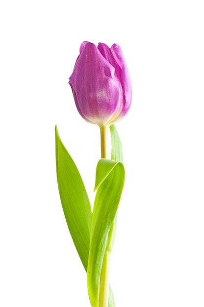 Один фиолетовый тюльпан