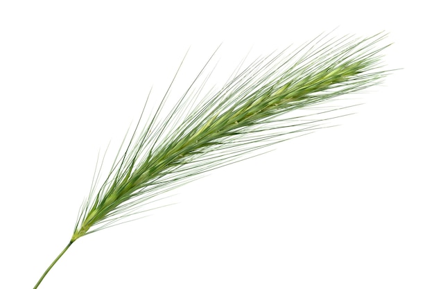 Single wall barley dangerous for dogs grass on white background