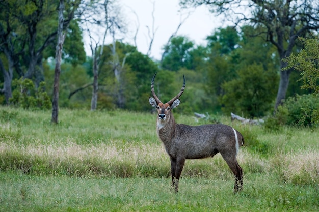 Single waterbuck male standing in profile andmalert