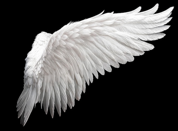 Single white angelic wing on dark background