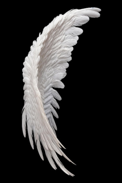 Single white angelic wing on dark background