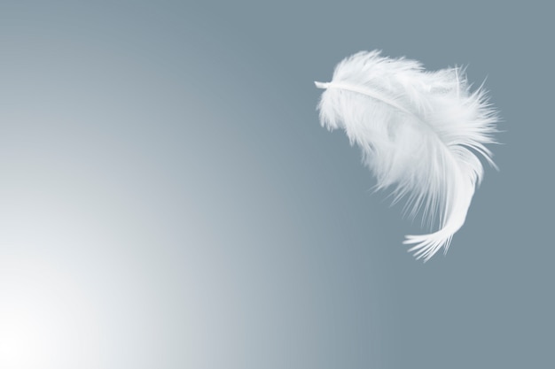 single white bird feather float in the air.