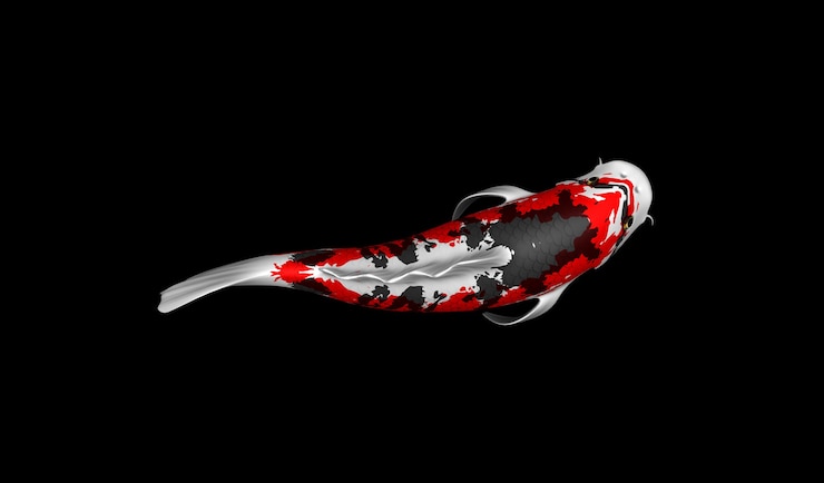 Photo single white black and red color japanese koi fish 3d rendering