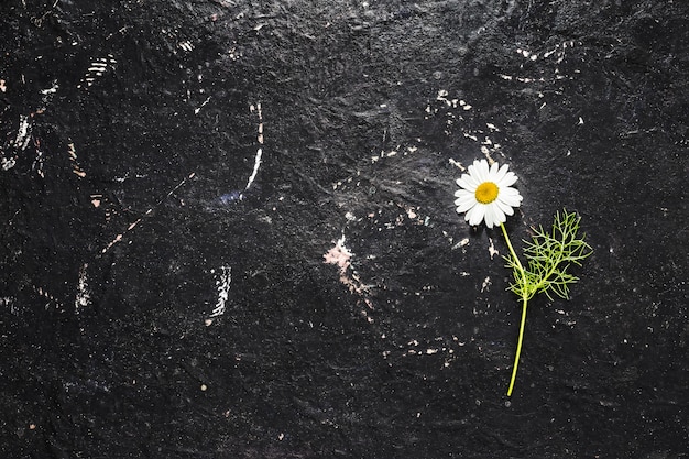 Single white daisy flower on black