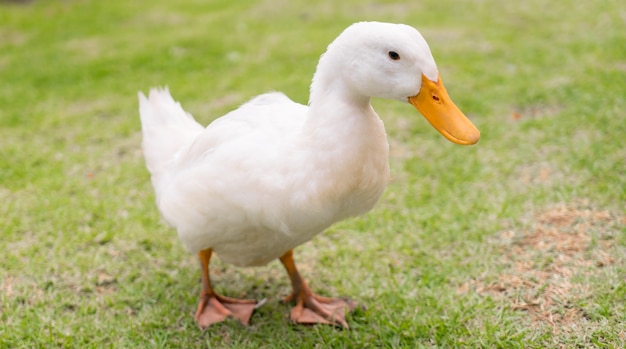 A single white duck on green glass background.