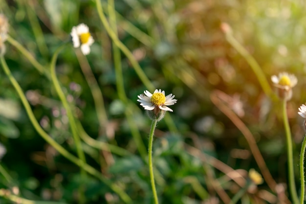 Single white grass flower bouquet