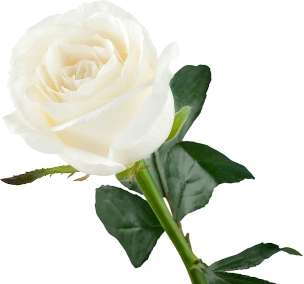 Single white Rose isolated on white background