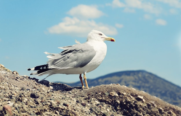 Single white seagull is sitting on a rock over sea