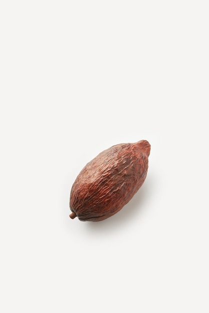 Single whole cocoa tree pod