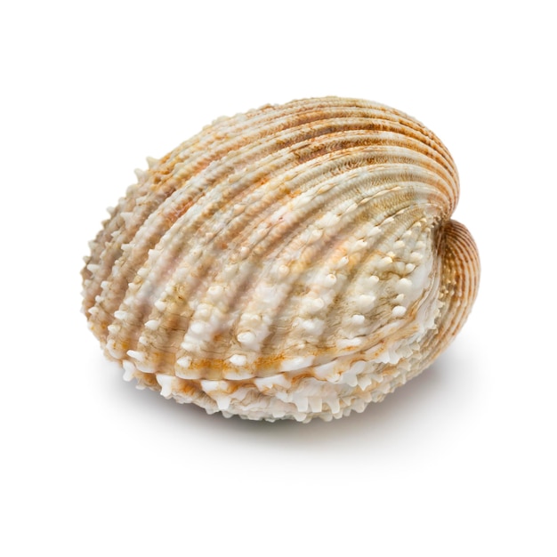 Single whole fresh closed prickly cockle isolated on white background