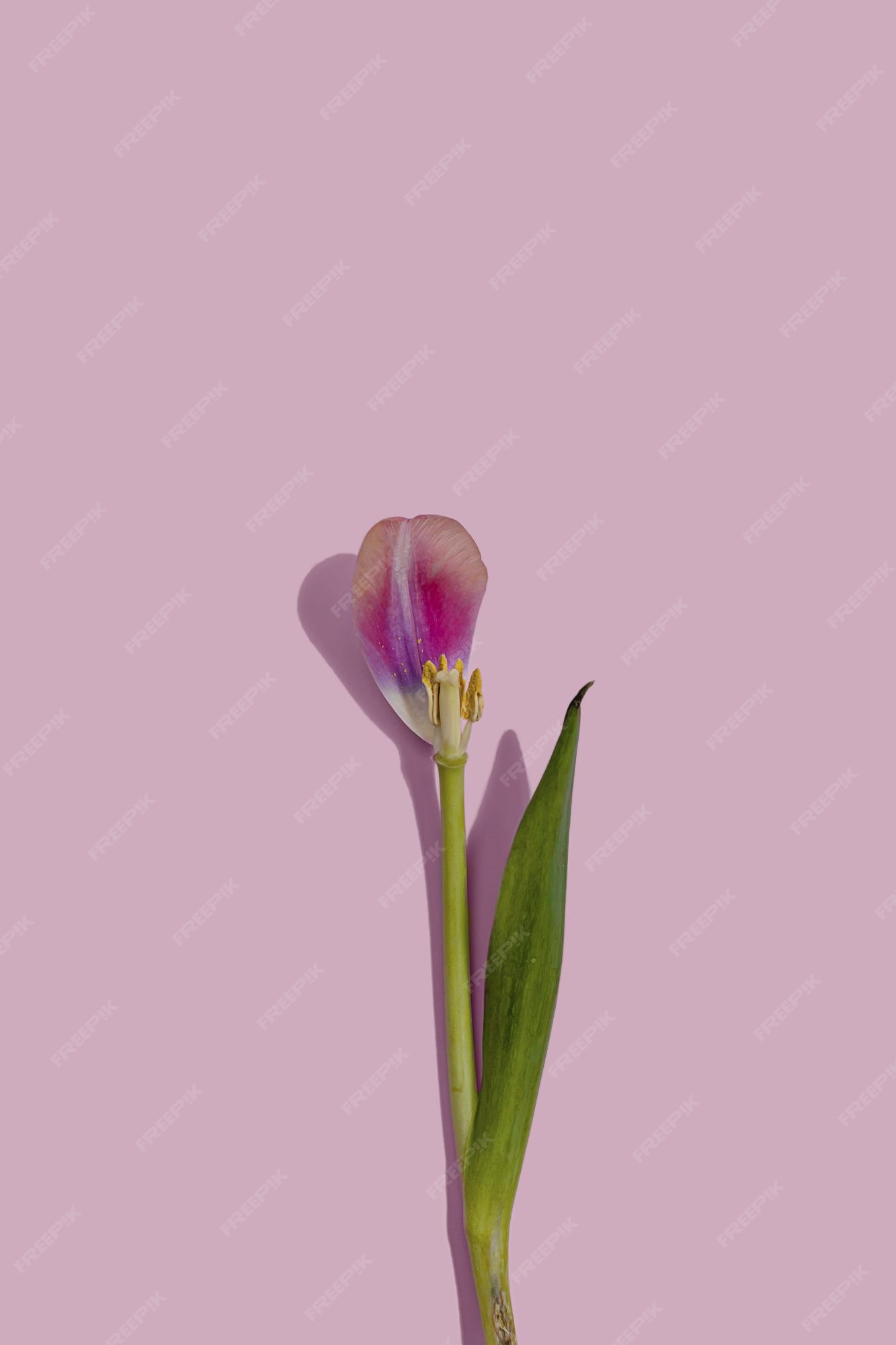 Premium Photo | Single wilted pink tulip flower with one petal with stamen  flat lay pattern on a pink minimal background with copy space nature  creative wallpaper idea idea of growth life