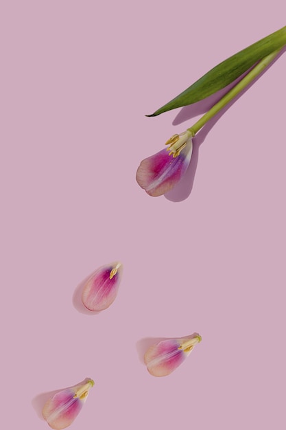 コピースペースとピンクの最小限の背景に雄しべフラットレイパターンと1つの花びらを持つ単一のしおれたピンクのチューリップの花自然創造的な壁紙のアイデア成長ライフサイクルのアイデア