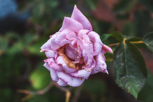 A single withered pink rose, dead from lack of water or sun