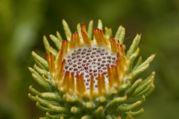 Photo a single yellow flower blooming