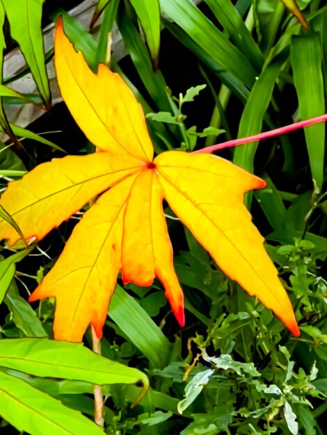 A single yellow leave contrasted against the youthful green